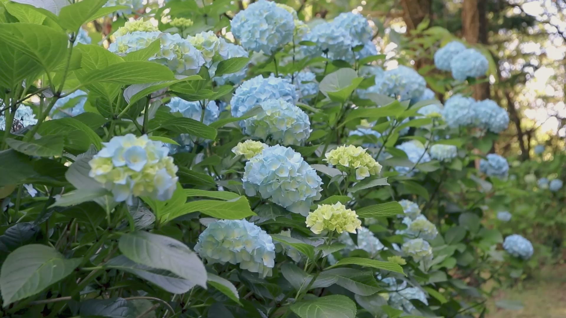 White and pale blue hydrangeas moving gently in the breeze